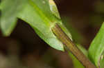 Green rockcress